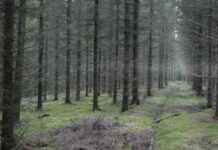 Framtida fördelar med att hugga granar tidigare: en studie framtida-frdelar-med-att-hugga-granar-tidigare-en-studie