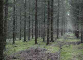 Framtida fördelar med att hugga granar tidigare: en studie framtida-frdelar-med-att-hugga-granar-tidigare-en-studie