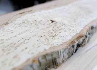 Historien om Finlands mest värdefulla träd – Utställning om högkvalitativt trä från odlingar historien-om-finlands-mest-vrdefulla-trd-utstllning-om-hgkvalitativt-tr-frn-odlingar