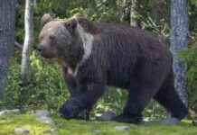 Karhu och varg observerades på hästgården i Nilsiä – säkerheten för djuren är i fokus karhu-och-varg-observerades-p-hstgrden-i-nilsi-skerheten-fr-djuren-r-i-fokus