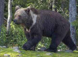 Karhu och varg observerades på hästgården i Nilsiä – säkerheten för djuren är i fokus karhu-och-varg-observerades-p-hstgrden-i-nilsi-skerheten-fr-djuren-r-i-fokus