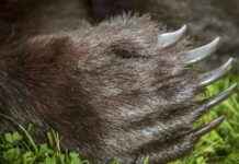 Karhujahdin kiintiöt ja säännöt vuodelle 2022 karhujahdin-kiintit-ja-snnt-vuodelle-2022