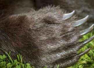 Karhujahdin kiintiöt ja säännöt vuodelle 2022 karhujahdin-kiintit-ja-snnt-vuodelle-2022