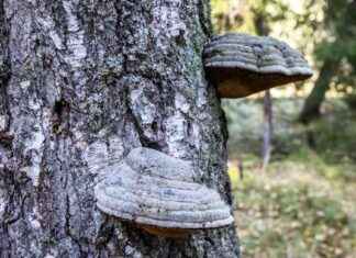 Kuntas första skogsanslutning till en stram certifiering med hjälp av Mhy – orsaken till beslutsfattarnas tvist. kuntas-frsta-skogsanslutning-till-en-stram-certifiering-med-hjlp-av-mhy-orsaken-till-beslutsfattarnas-tvist