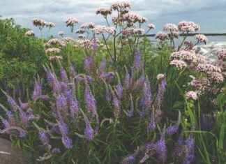 Ilmastonmuutoksen vaikutukset Itämerellä: Huono uutinen ympäristölle lmastonmuutoksen-vaikutukset-tmerell-huono-uutinen-ympristlle