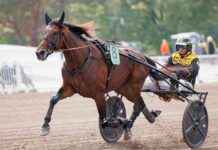 Massimo Hoistin förväntas nå finalen i Elitloppet – Förhandsfavorit av publiken massimo-hoistin-frvntas-n-finalen-i-elitloppet-frhandsfavorit-av-publiken