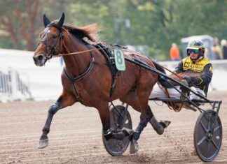 Massimo Hoistin förväntas nå finalen i Elitloppet – Förhandsfavorit av publiken massimo-hoistin-frvntas-n-finalen-i-elitloppet-frhandsfavorit-av-publiken