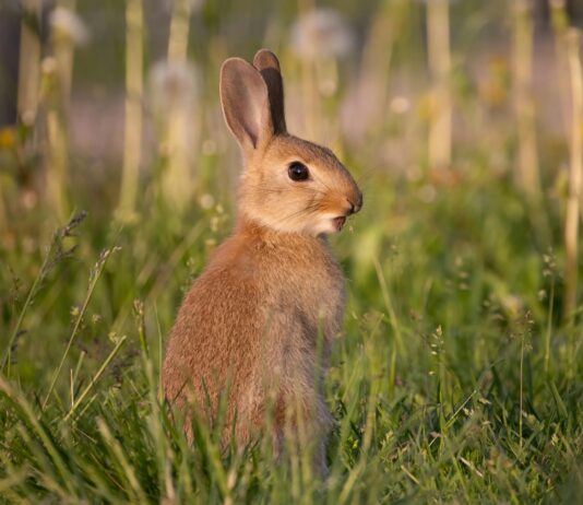 K Rauta Espoo: Miksi Se On Paras Valinta Kotiprojekteihisi?
