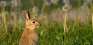 Lilla Pärlan Espoo – Mikä Tekee Siitä Kaupungin Helmen?