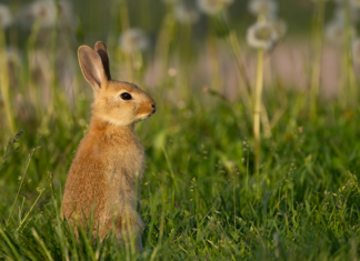 Kiekko Espoo Pelaajat: Ketkä Ovat Joukkueen Tähtipelaajat?