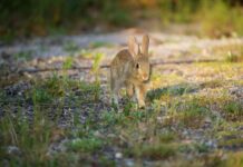 Peräkärryn Vuokraus Espoo – Miksi Se On Paras Valinta Sinulle?