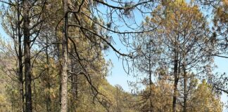 Espoon Asunnot Oikotie – Löydä Unelmiesi Koti Vaivattomasti