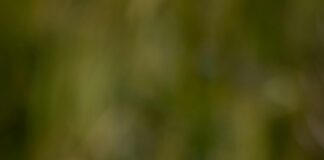 Shell Espoo Suomenoja: Miksi Tämä Huoltamo On Paikallisten Suosikki?