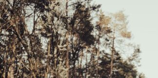 Toyota Huolto Espoo – Miksi Valita Ammattitaitoinen Palvelu?