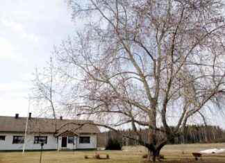 Poppeli – Den snabbväxande lösningen för att få det vackraste lövträdet i din trädgård poppeli-den-snabbvxande-lsningen-fr-att-f-det-vackraste-lvtrdet-i-din-trdgrd