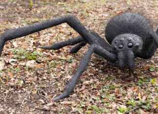 Utmaning för insekträdda: jättestora insekter väntar i sommar utmaning-fr-insektrdda-jttestora-insekter-vntar-i-sommar