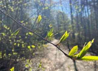 Varning för skogsbrand utökas till södra Finland med vårregn varning-fr-skogsbrand-utkas-till-sdra-finland-med-vrregn
