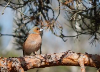 Henttaan uudistuksen etuasia Espoossa