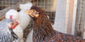 Kouluruokailu Espoossa – Hyvinvointia Lapinruoan Avulla