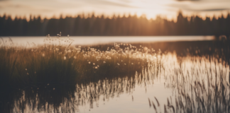 Paranna mielialaa suomalaisen luonnon avulla tehokkaasti