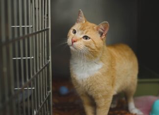 Espoon laadukkaita eläinlääkäreitä kotiisi.