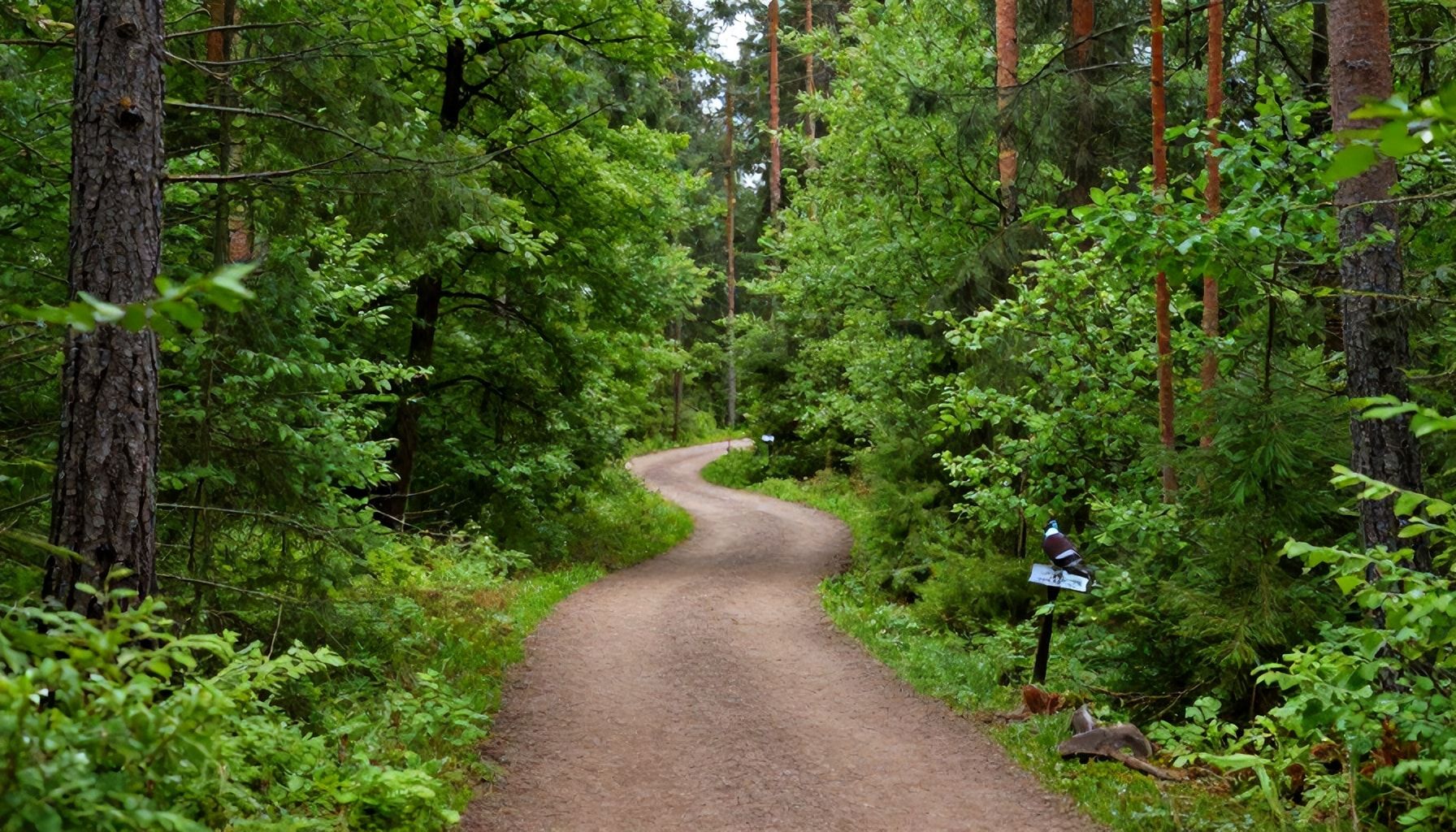 Lintuvaaran luonnon ihmeitä: mitä sinun pitää nähdä