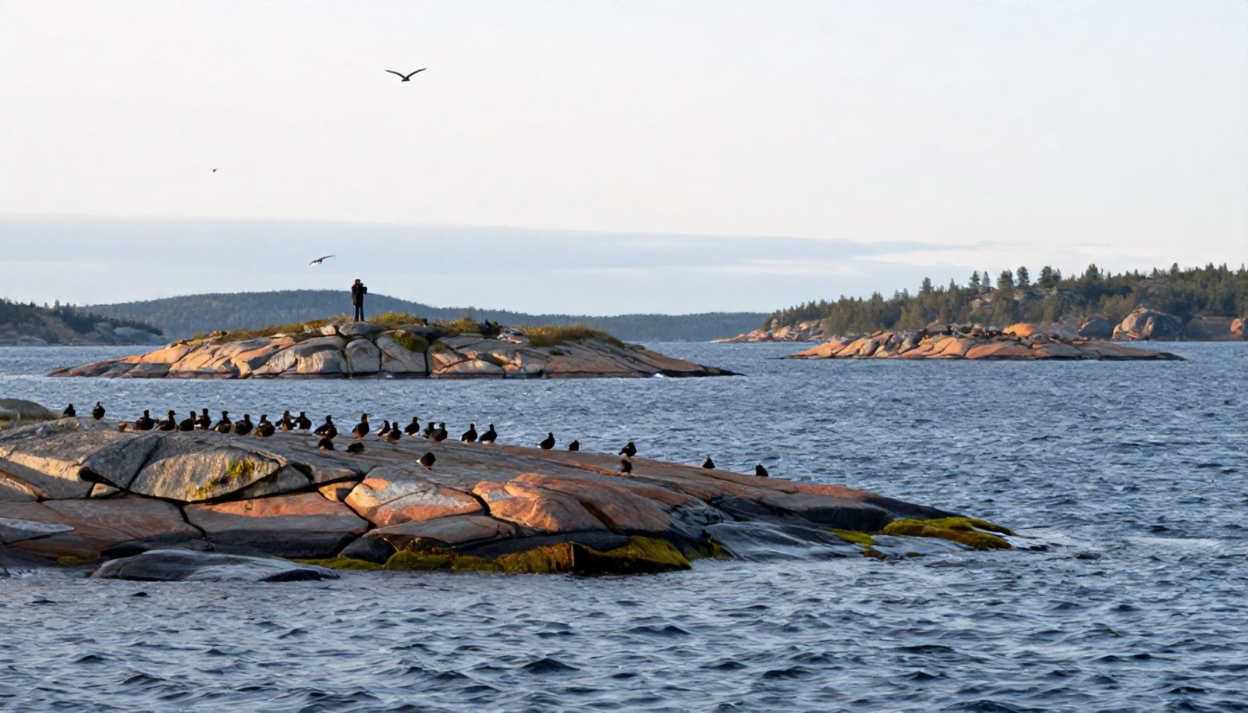 Nämä kolme Espoon saarta vetävät puoleensa harvinaisia merilintuja – näin sinne pääsee ja mitä varusteita tarvitset