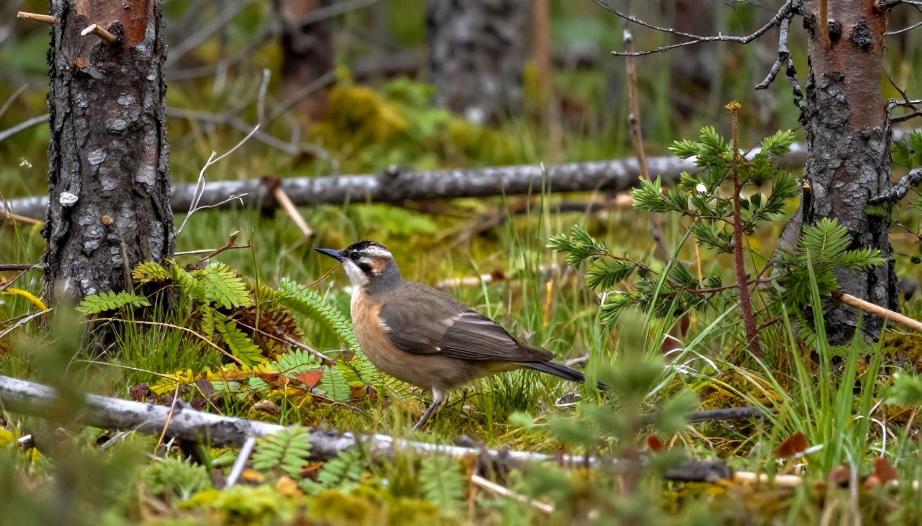 Totuus Luontopolun luonnon monimuotoisuudesta – miksi täällä kasvaa harvinaisia lajeja?