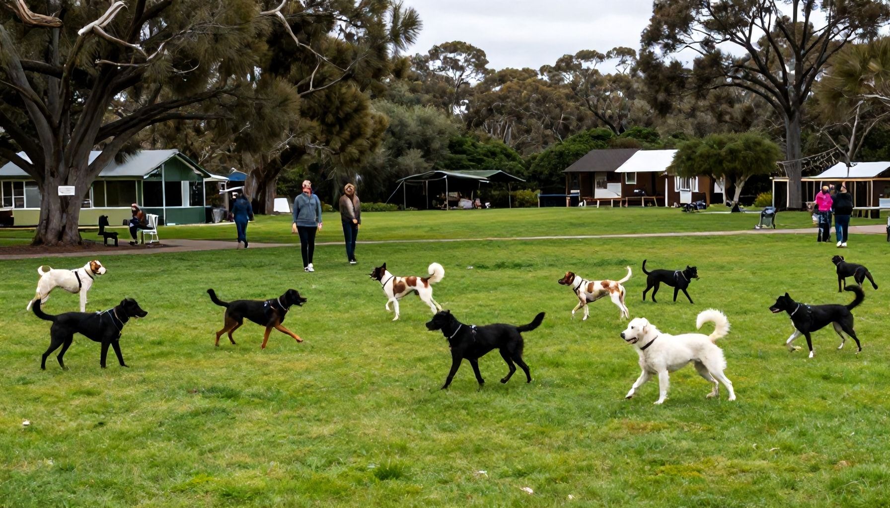 Kaitaan koirapuiston parhaat paikat – missä aktiiviset koirat ja rauhallisemmat lemmikit viihtyvät