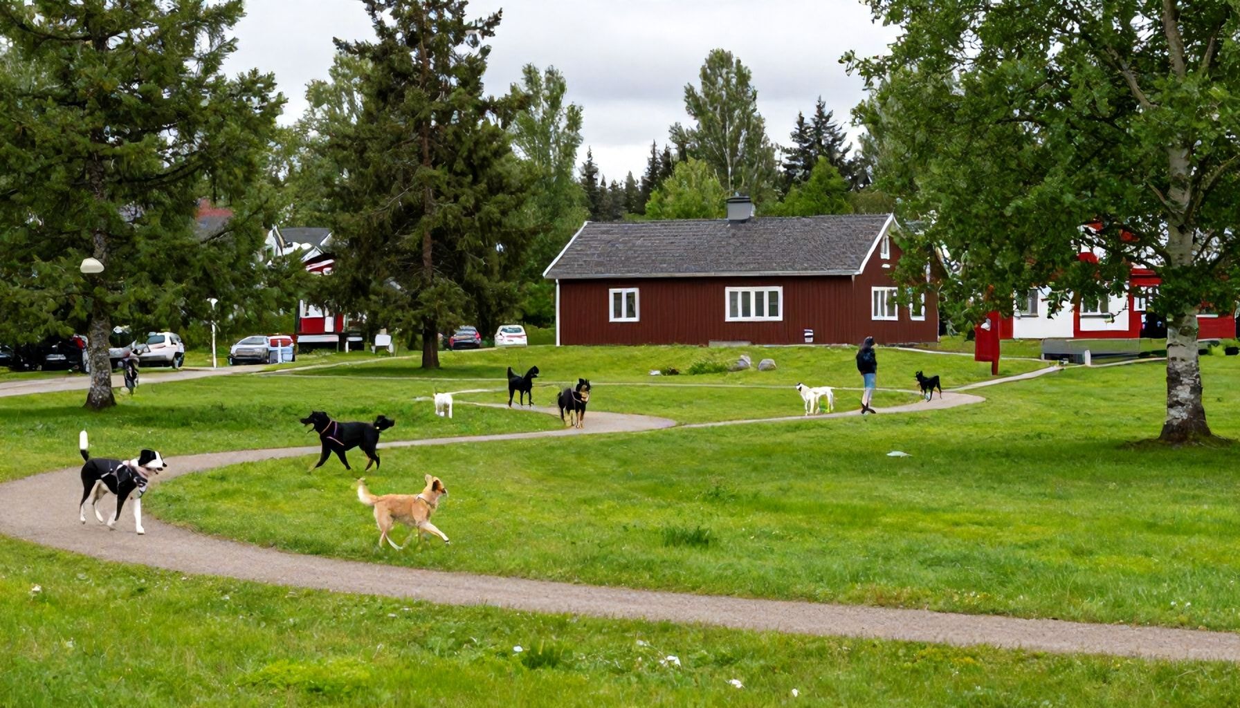 Miksi Sello–Kehä I -alueen vihervyöhykkeet ovat koiranomistajien suosikki – ja miten sinne pääsee helposti