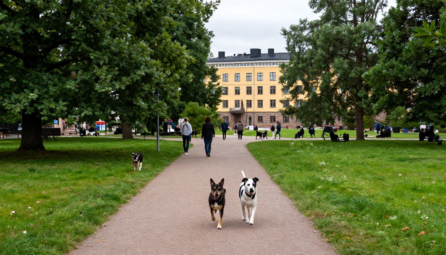 Miksi Keskuspuiston mutkikas polkuverkosto on aktiivikoirien unelma (ja miten välttää ruuhka-aikojen tungos)