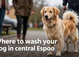 Parhaat koiranpesupalvelut Espoon keskustassa – puhdas turkki ilman stressiä
