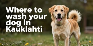 Parhaat koiranpesupalvelut Kauklahdessa – puhdas turkki ilman stressiä