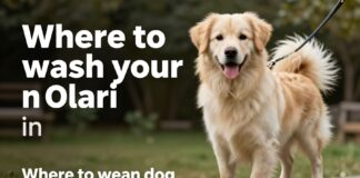 Parhaat koiranpesupalvelut Olarissa – puhdas turkki ilman stressiä