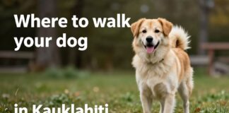 Parhaat koiran ulkoilutuspaikat Kauklahdessa – rauhallisia reittejä ja vapaana juoksupaikkoja