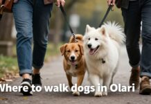 Parhaat koiranulkoilutuspaikat Olarissa – rauhallisia reittejä ja vapaata juoksua