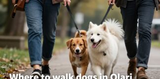 Parhaat koiranulkoilutuspaikat Olarissa – rauhallisia reittejä ja vapaata juoksua