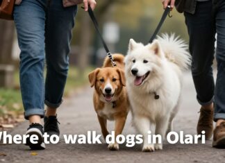 Parhaat koiranulkoilutuspaikat Olarissa – rauhallisia reittejä ja vapaata juoksua